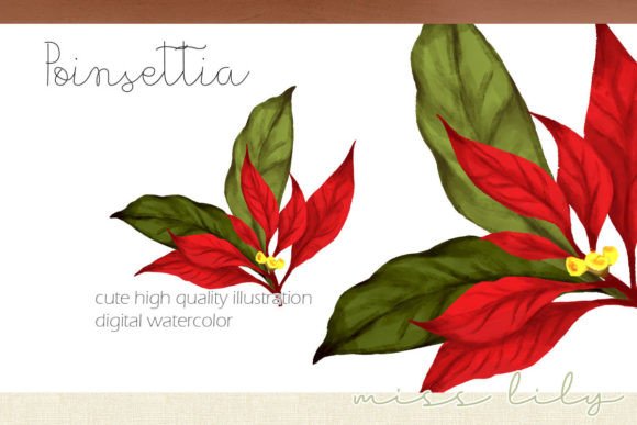 Christmas Poinsettia Bouquet Illustrations