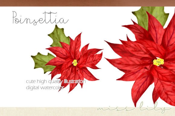 Christmas Poinsettia Clipart for Illustrations