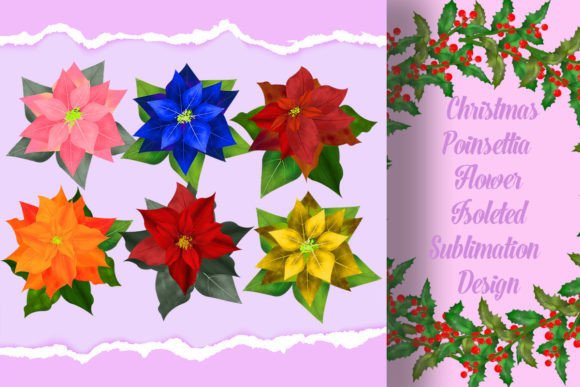 Christmas Poinsettia Flower Sublimation Illustrations