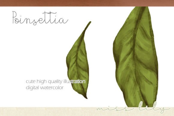 Christmas Poinsettia Leaf Illustration Review