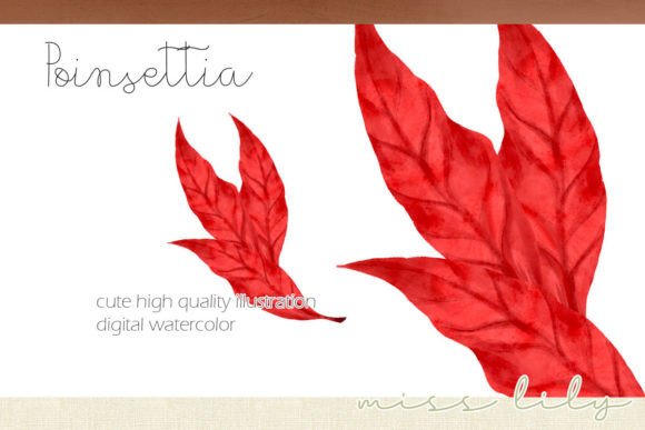Christmas Poinsettia Leaves Bouquet Illustrations